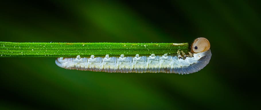 gray caterpillar on plant leaf, insect, nature, larva, sheet HD wallpaper