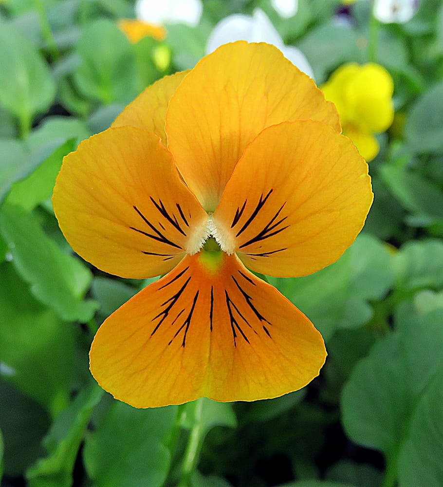 plant, flower, thinking, viola, yellow, macro, fall, flowering plant HD wallpaper