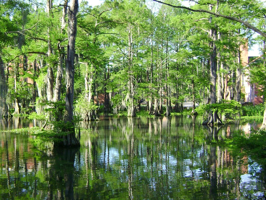 swamp on forest, cypress lake, water, landscape, louisiana, usa, HD wallpaper