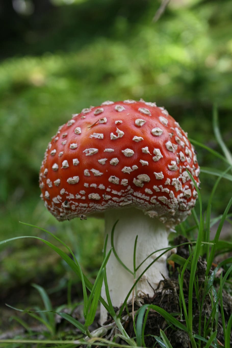 fly agaric, nature, forest, toxic, spotted, forest floor, fungus HD wallpaper