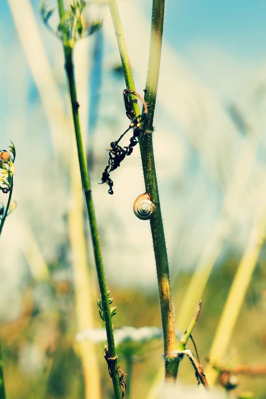 nature, flora, worm, spring, summer, conch, snail shell, plant HD wallpaper
