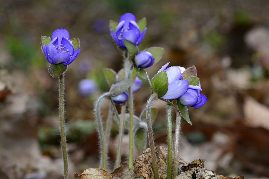 hepatica, blue, spring, close, plant, blue flower, wild flower HD wallpaper