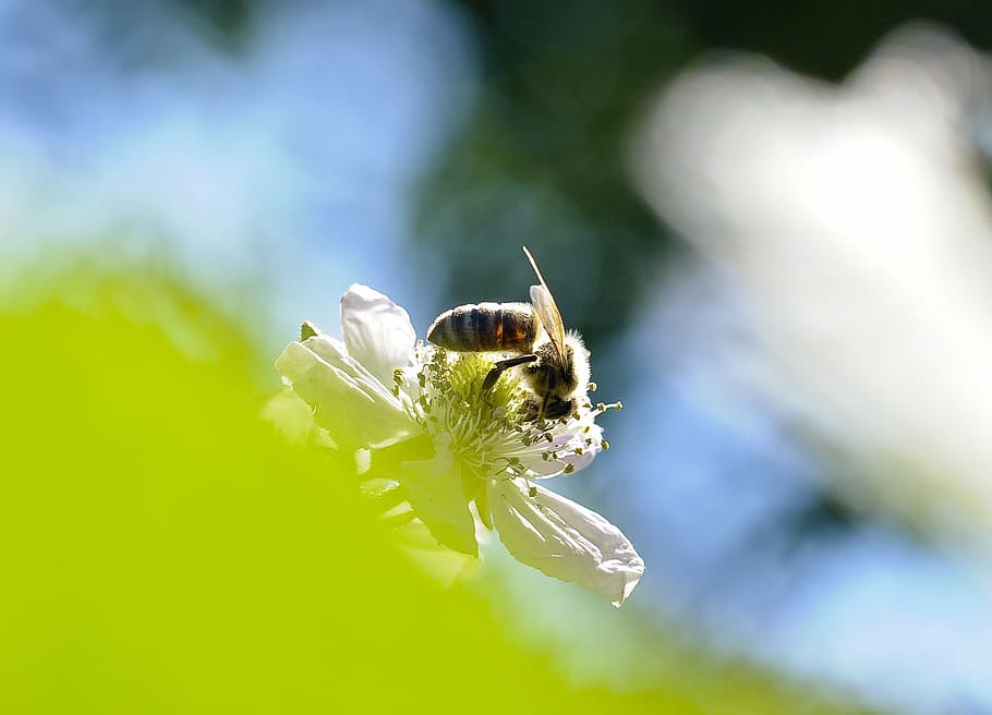 bee, blossom, bloom, sprinkle, insect, blackberry, close, nature HD wallpaper