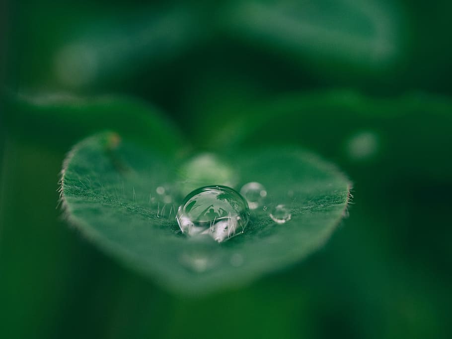 droplet of water macro photography, green, leaf, plant, nature HD wallpaper