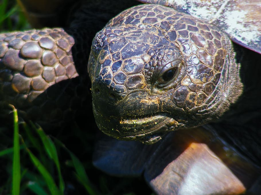 gopher tortoise, gopherus polyphemus, turtle, slow, land turtle HD wallpaper