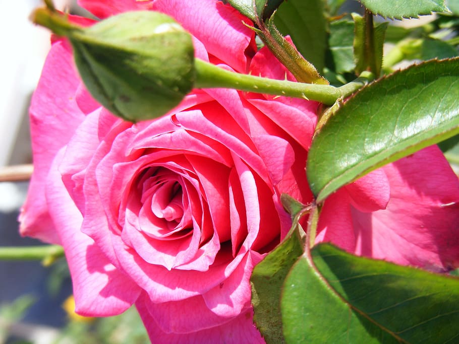 pink rose flower close-up photo at daytime, roses, flowers, blossoms, HD wallpaper