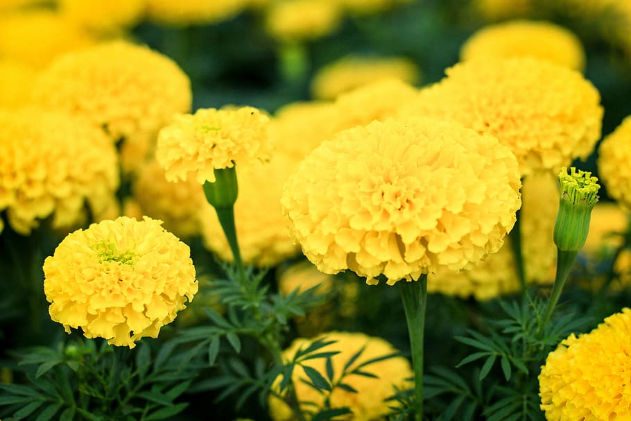 HD wallpaper: marigold, flowers, yellow flowers, flower garden, a yellow  flower | Wallpaper Flare