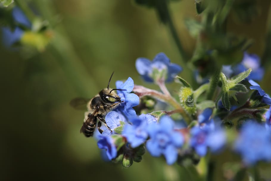 nature, flower, insect, flora, bee, native, american, wild HD wallpaper