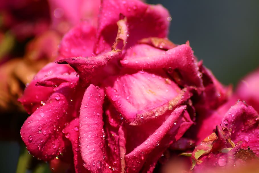 rosa, rain, bud, flower, flowering plant, freshness, pink color HD wallpaper