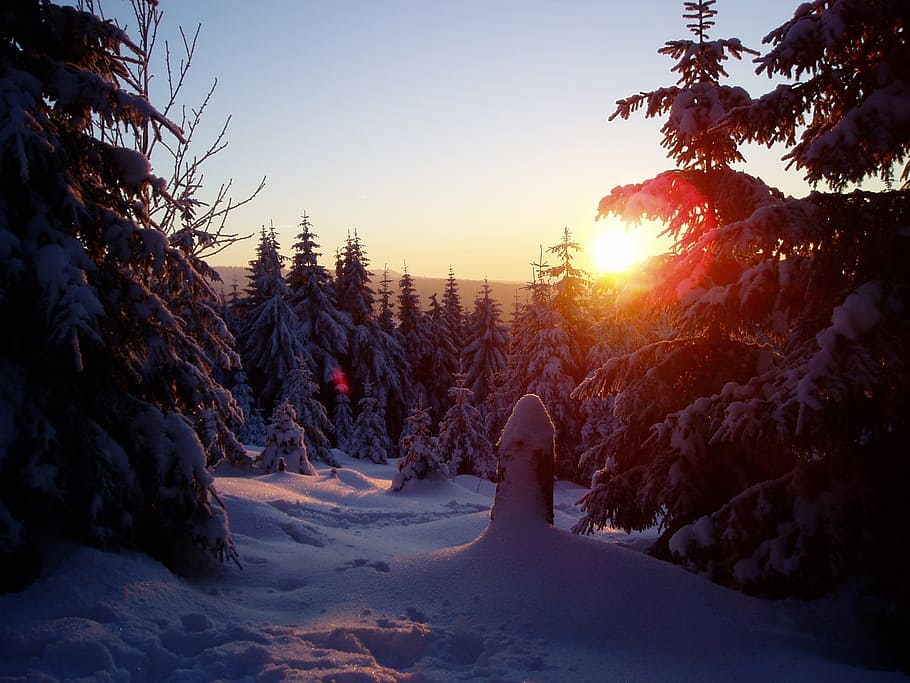 winter sun, wintry, cold, tree, plant, sky, snow, cold temperature HD wallpaper