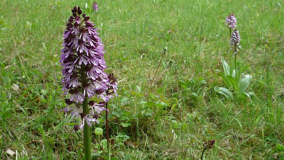 purple orchid, german orchid, meadow, mountainside, protected, HD wallpaper