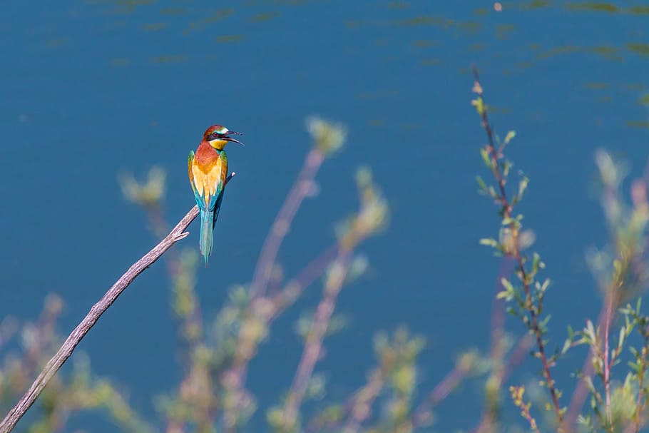 blue, yellow, and red bird standing on brown branch, european bee eater, HD wallpaper