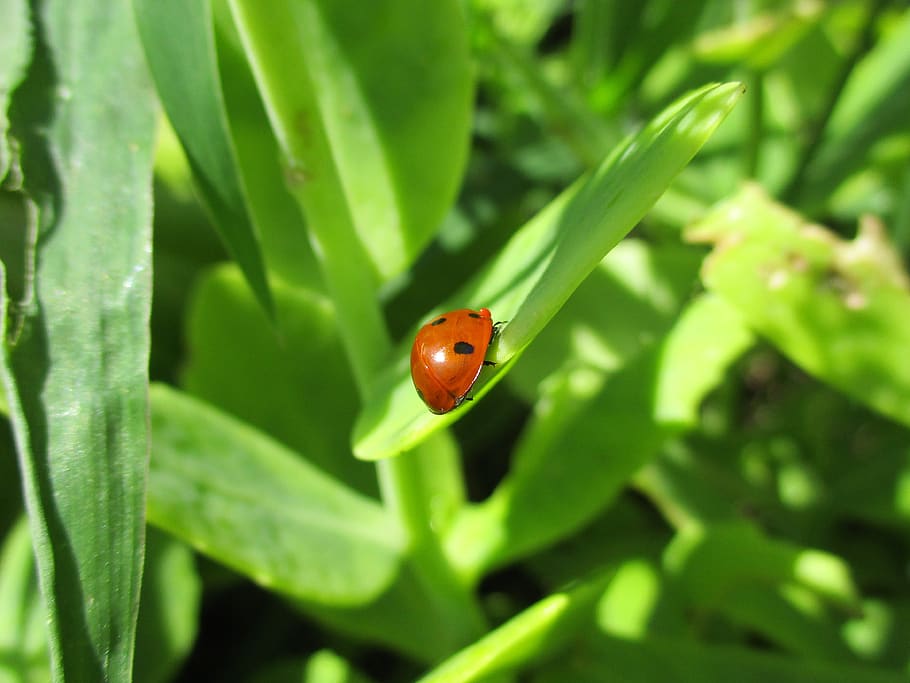 ladybug, nature, insect, beetle, macro, points, animal, fauna HD wallpaper