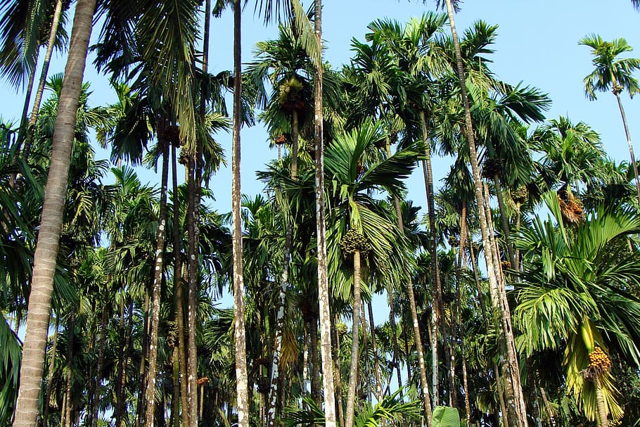arecanut plantation, uttar kannada, india, tree, organic, agriculture