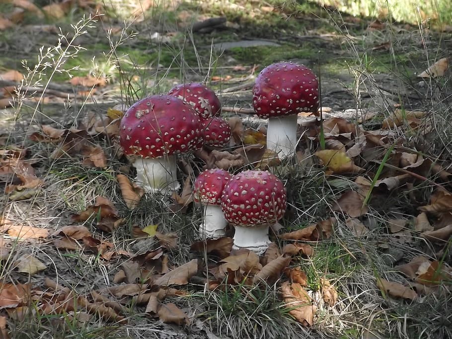 Mushrooms, Toadstools, a few, red, still life, white, ornament HD wallpaper