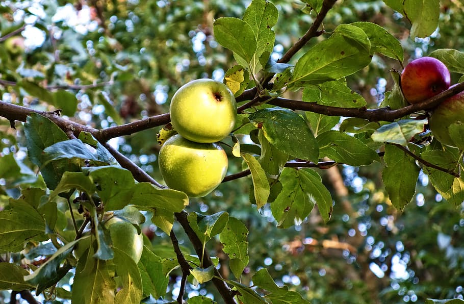 close-up photo of round green and red fruits during daytime HD wallpaper