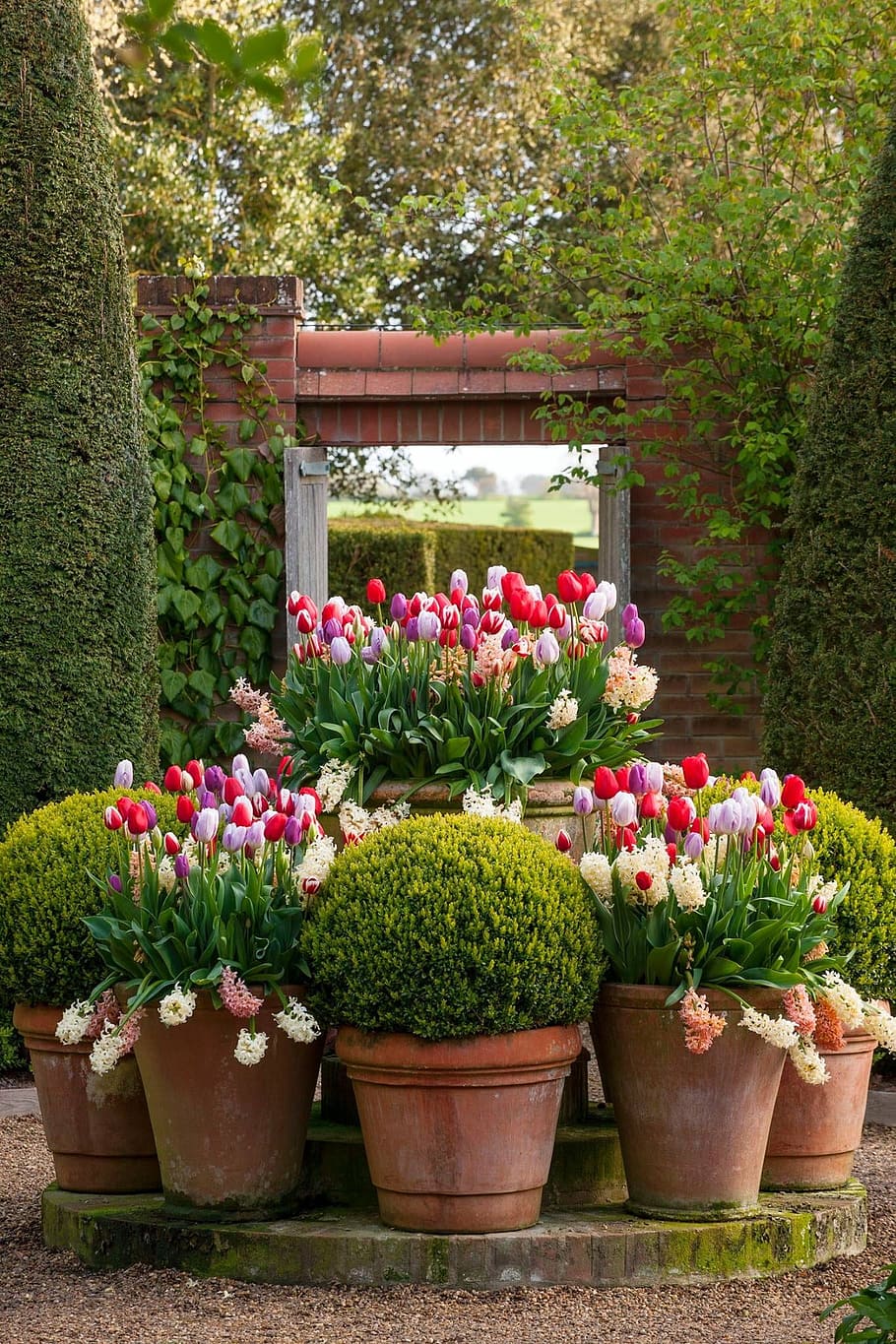 flowers, plants, landscape, flowering plant, nature, growth HD wallpaper