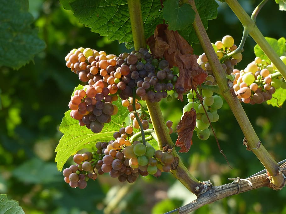 grapes, vineyard, fruit, food and drink, healthy eating, growth HD wallpaper