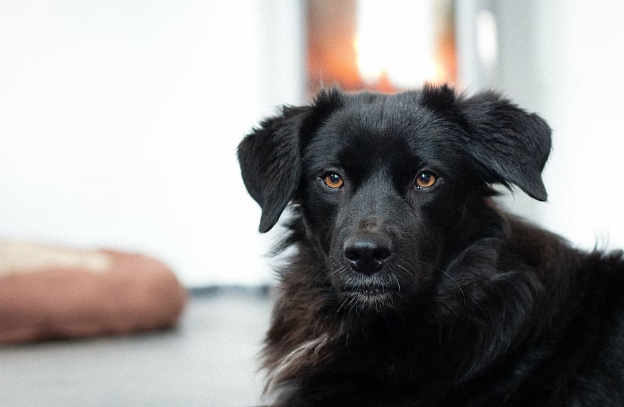 long-coated black dog, pet, head, puppy, fireplace, animal HD wallpaper