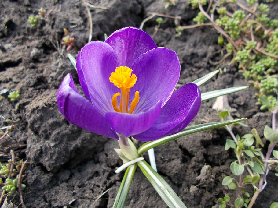 Crocus, Flowers, Spring, fragility, flower head, petal, freshness HD wallpaper