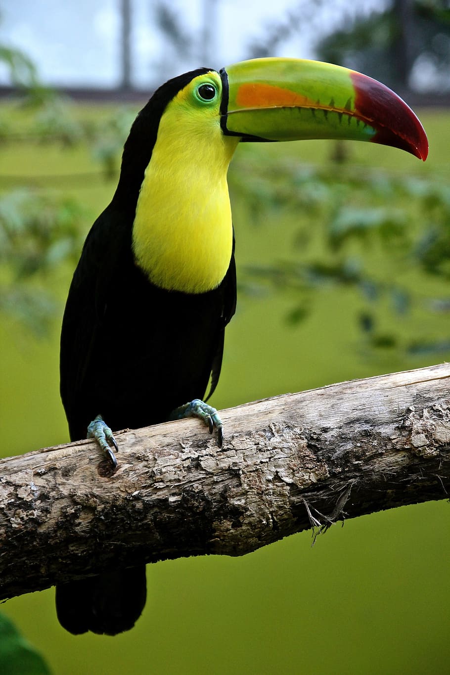 green and black bird perching on the tree branch, parrot, toucan HD wallpaper