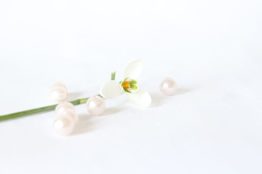 Nice, Plant, White, Snowdrop, nature, flower, close-up, macro HD wallpaper