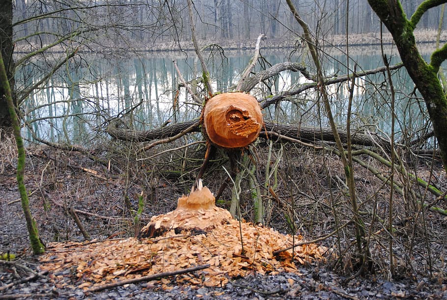 beaver, beaver damage, rodent, beaver tree, beaver eating, inn HD wallpaper