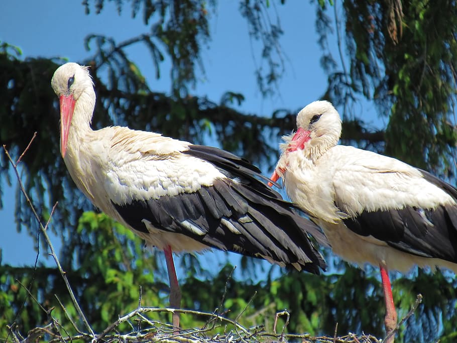 stork, birds, feathered race, animals, birds nature, summer, HD wallpaper