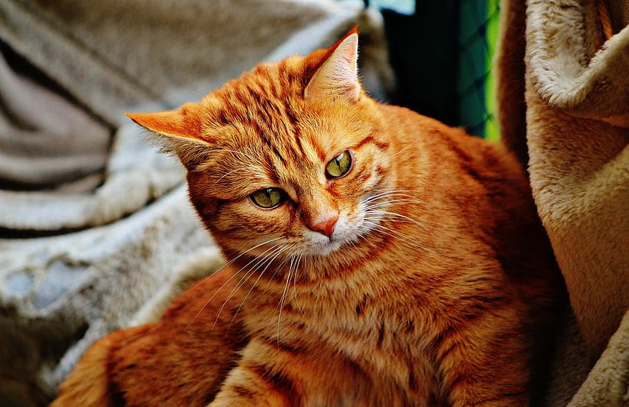 cat, red, cute, mackerel, tiger, sweet, cuddly, animal, domestic cat HD wallpaper