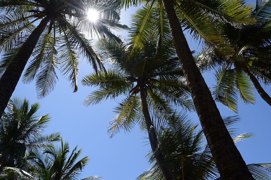 Coconut Tree, Light, Blue, Blue Sky, salvador, bahia, beach HD wallpaper