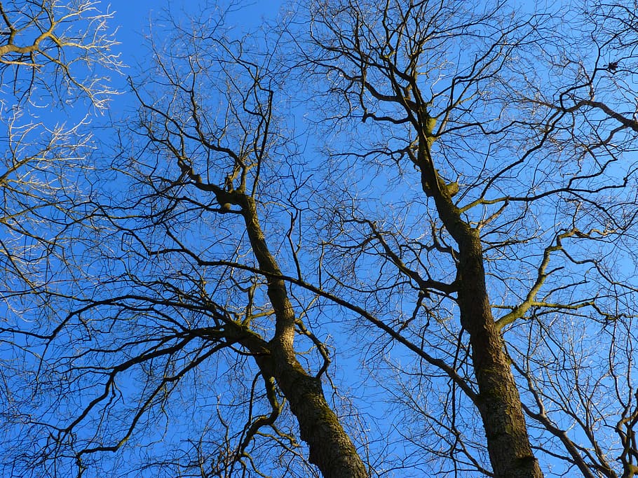 Tree, Kahl, Sky, Blue, trees, bare tree, branch, nature, low angle view HD wallpaper