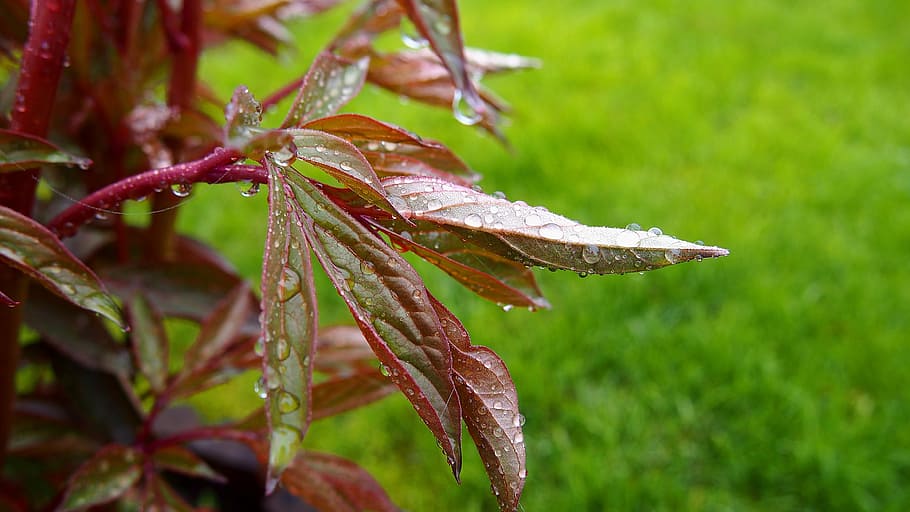 foliage, rosa, spring, macro, nature, drops, green, rain drops HD wallpaper
