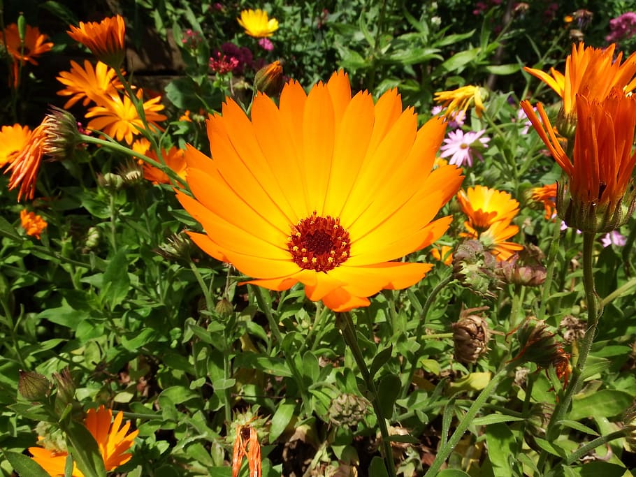 macro, flower, orange, nature, yellow, flowering plant, petal HD wallpaper