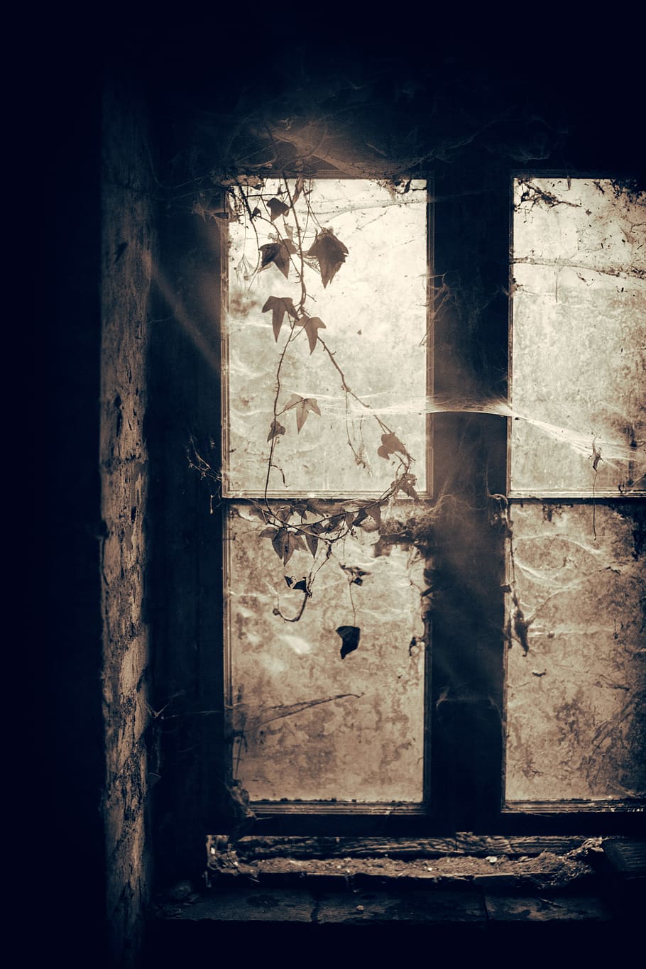 grayscale photo of closed window with spiders webs and plants, untitled HD wallpaper