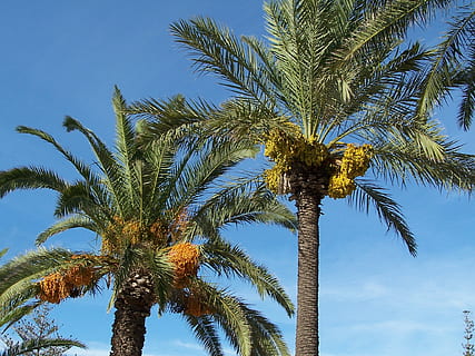 date palm, tree, fruit, exotic, mediterranean, flora, malta HD wallpaper