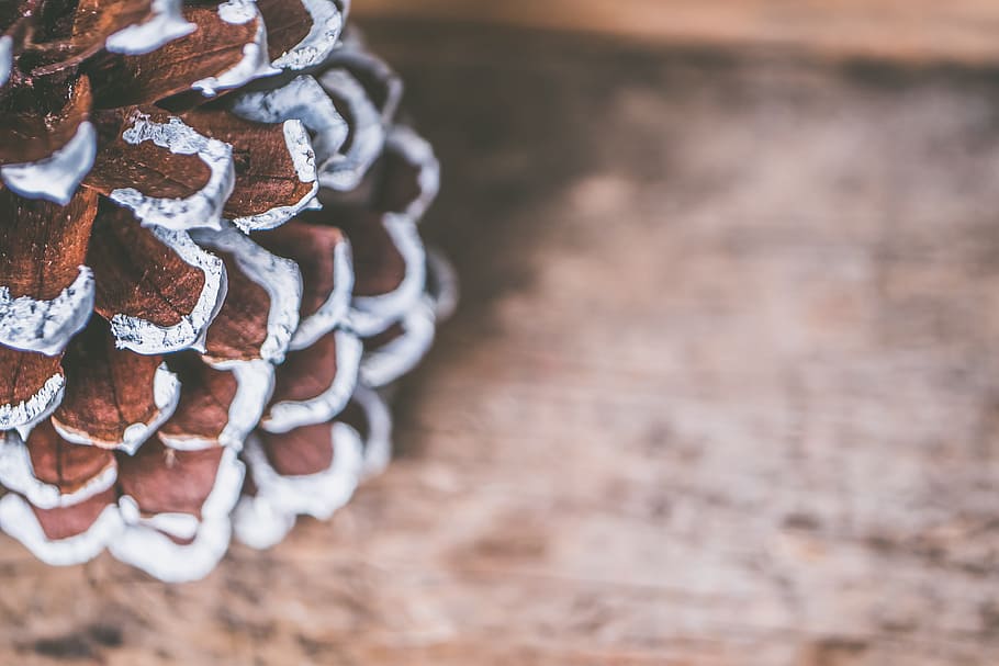 Selective Focus Photography of Brown and White Decor, abstract HD wallpaper