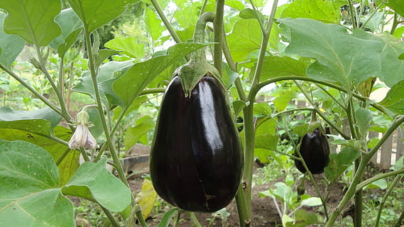 selective focus photography of eggplant, Agriculture, nature HD wallpaper