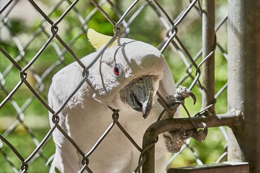 Cockatoo, Grid, Bird, Imprisoned, Zoo, scream, papage, captivity, HD wallpaper