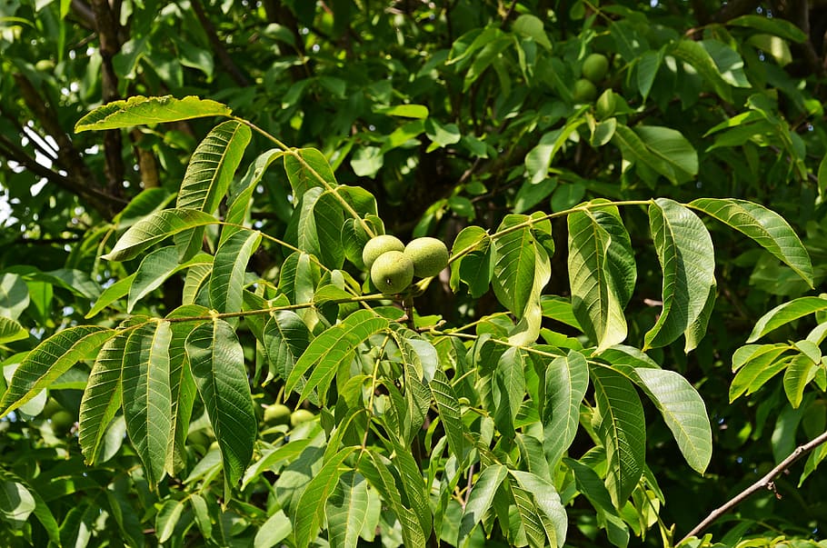 nuts, walnut, tree, fruit, seeds, foliage, eating, konary, health HD wallpaper