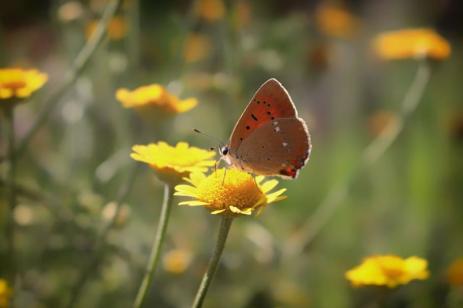 butterfly, nature, macro, summer, flower, animal wing, plant HD wallpaper