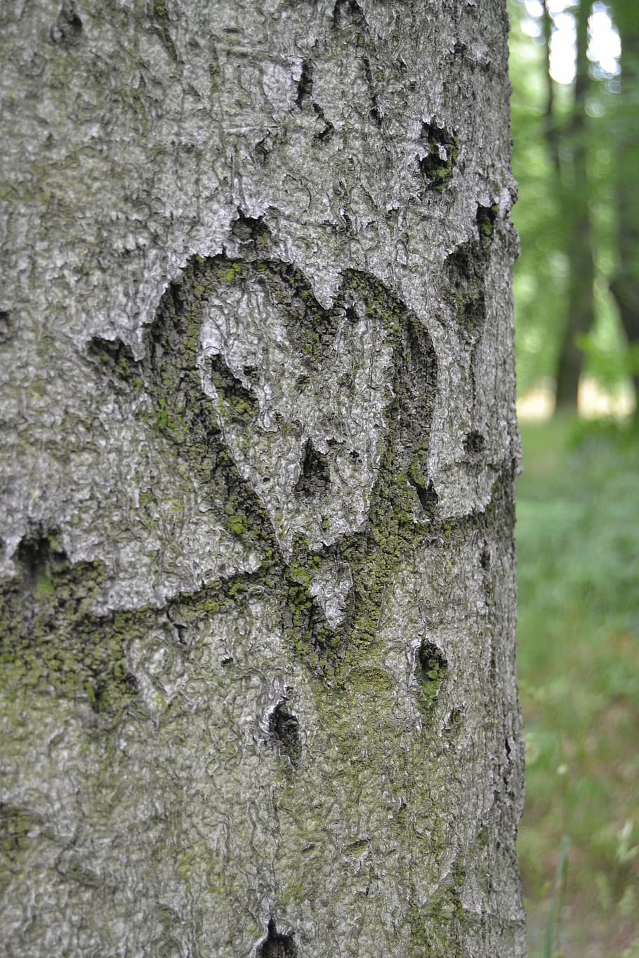 herz, symbol, baum, liebe, liebesbotschaft, sign, tree, nature HD wallpaper