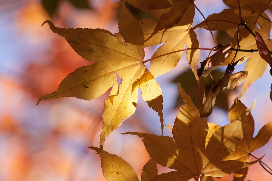 selective focus photo of maple leaves, autumn, leaf, yellow HD wallpaper