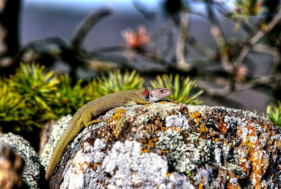 podyjí national park, lizard, lizard and beetle, reptile, animal HD wallpaper