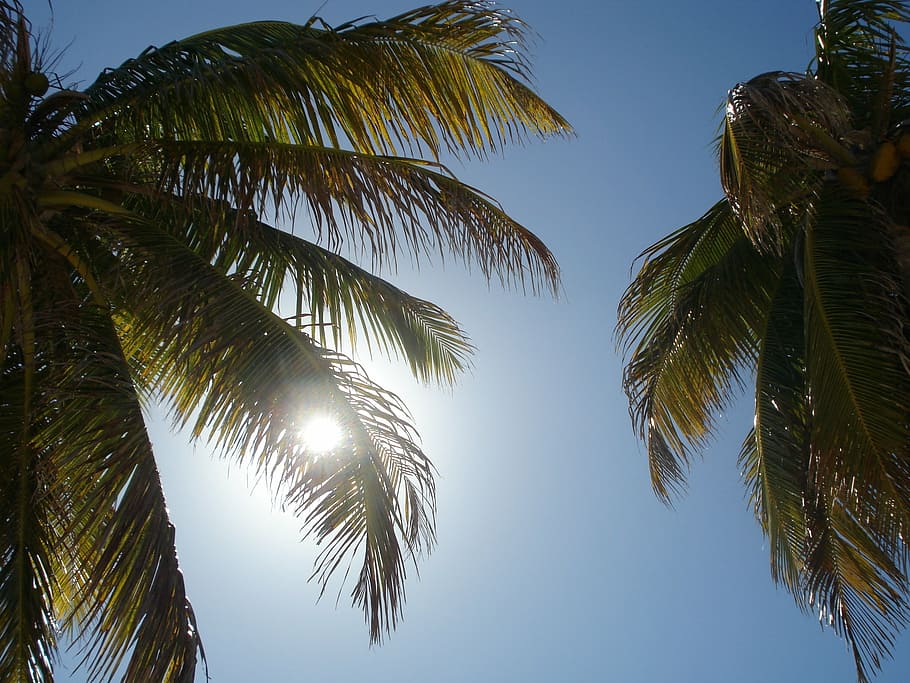 sun, palm trees, sky, tropical climate, leaf, plant, palm leaf HD wallpaper