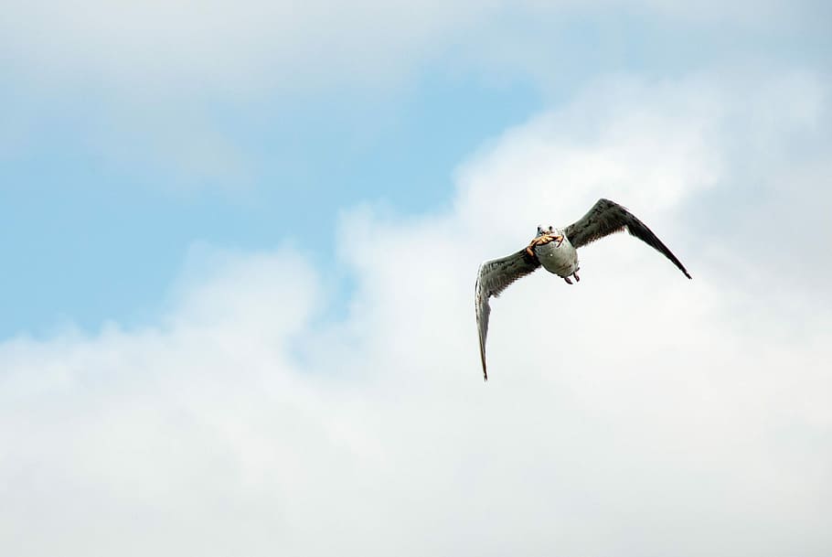 flying white bird, bird flying in the sky, gull, seagull, cloud HD wallpaper