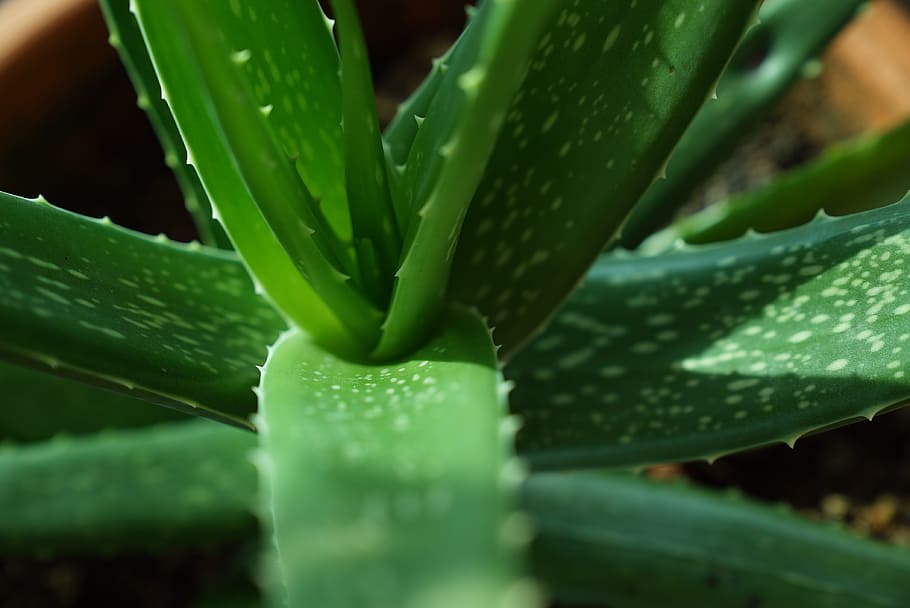 HD wallpaper: selective focus photography of aloe vera plant, aloe vera