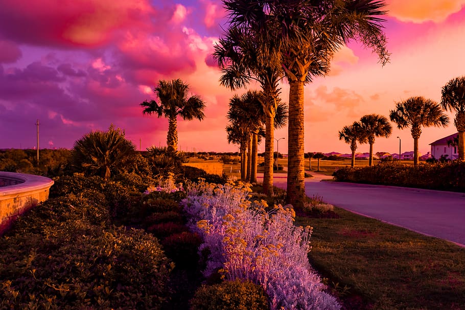 sunset, palm trees, flowers, clouds, dramatic, colorful, tropical HD wallpaper