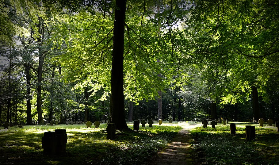 landscape photography of forest with green leafed trees, commemorate HD wallpaper