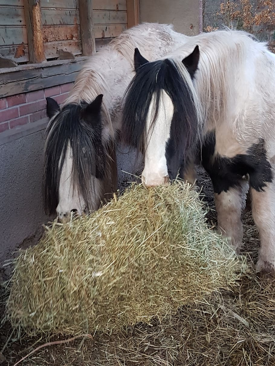 horses, irish cob, hay, forage, winter, horsehair, mane, eat, HD wallpaper