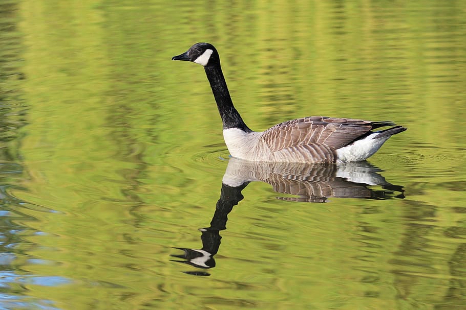 goose, pond, birds, plumage, animals, pen, volatile, park, nature HD wallpaper